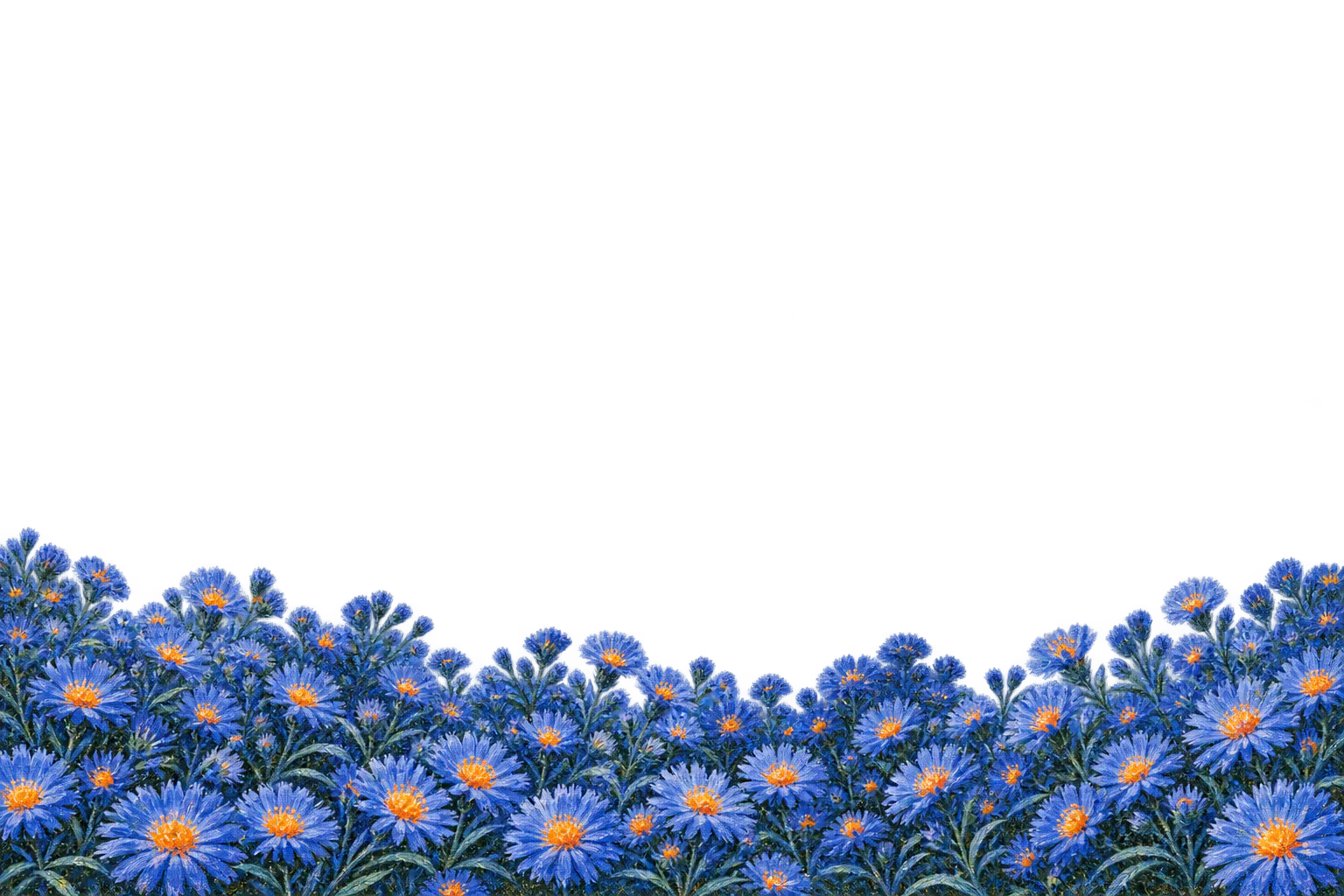 A band of blue asters with orange centers, growing out of the paper.